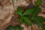 Clustered blacksnakeroot